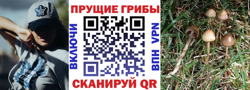 Псилоцибиновые грибы Cubensis  OMG ТОР  Новороссийск 